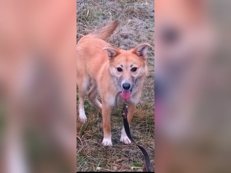 Vilma sucht ihr Für -immer -Zuhause ❤️