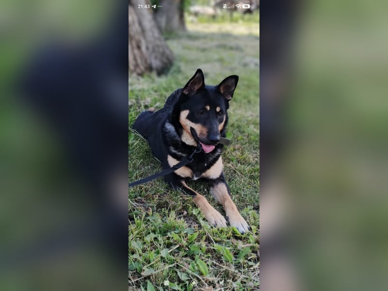 Lilly  sucht ihr Für -immer -Zuhause ❤️