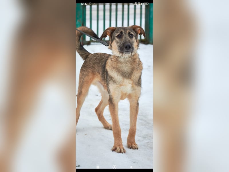 Marcel sucht sein Für -immer -Zuhause ❤️❤️❤️