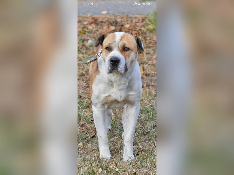 Boss - ein sanfter, treuer Hund sucht endlich wieder Liebe und Geborgenheit