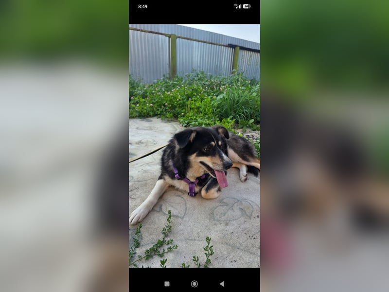 Maya sucht ihr Zuhause fürs Leben! 