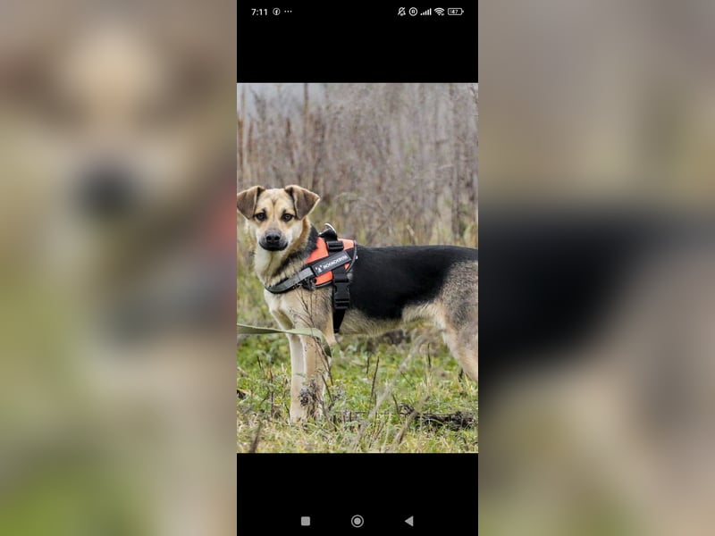 Luna - eine liebe, fröhliche junge Hündin sucht ihr Zuhause.