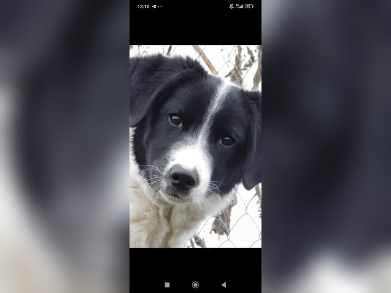 Bim- liebevoller jünger Rüde sucht seine Familie ❤️❤️❤️❤️