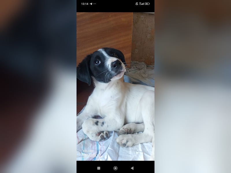 Bim- liebevoller jünger Rüde sucht seine Familie ❤️❤️❤️❤️