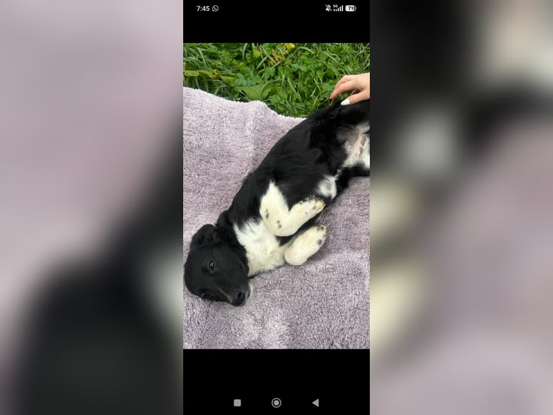 Bertha – eine junge Hündin mit einem bezaubernden Lächeln sucht ihr Für-immer-Zuhause❤️