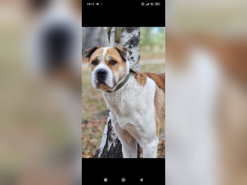 Boss - ein sanfter, treuer Hund sucht endlich wieder Liebe und Geborgenheit