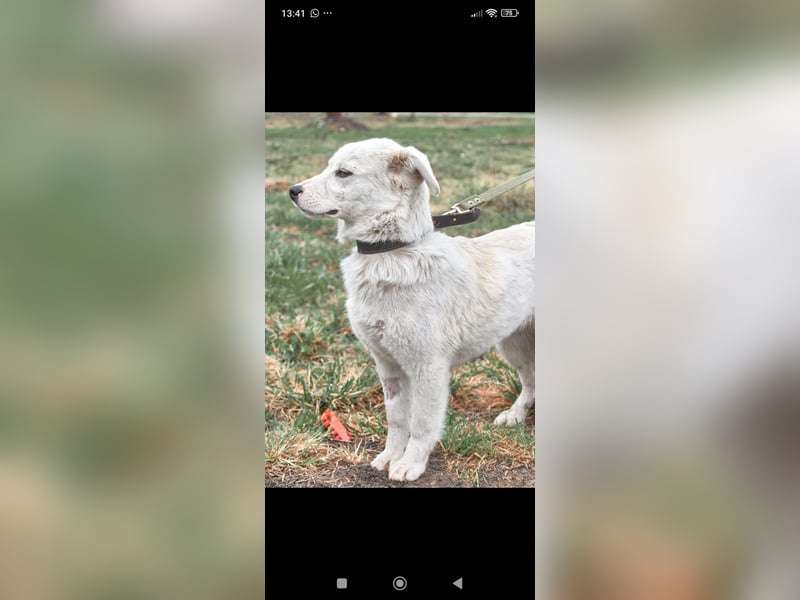 Sophie sucht ihr Für -immer -Zuhause ❤️❤️❤️