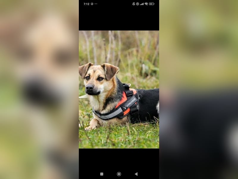 Luna - eine liebe, fröhliche junge Hündin sucht ihr Zuhause.