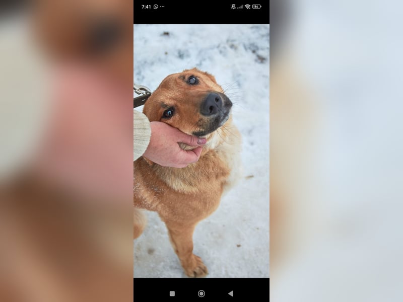 Sean sucht sein Für -immer -Zuhause ❤️❤️