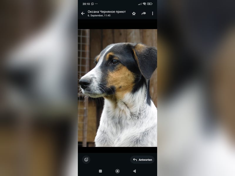 Stella- eine  junge Hündin sucht ihr Für - immer - Zuhause.