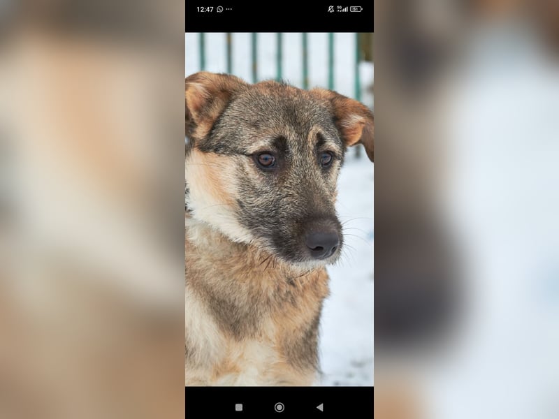 Marcel sucht sein Für -immer -Zuhause ❤️❤️❤️