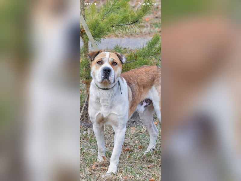 Boss - ein sanfter, treuer Hund sucht endlich wieder Liebe und Geborgenheit