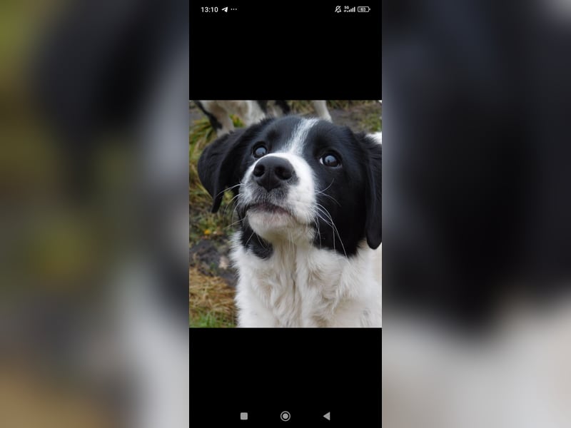 Bim- liebevoller jünger Rüde sucht seine Familie ❤️❤️❤️❤️