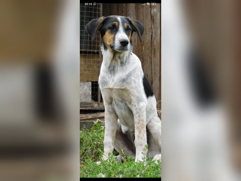 Stella- eine  junge Hündin sucht ihr Für - immer - Zuhause.