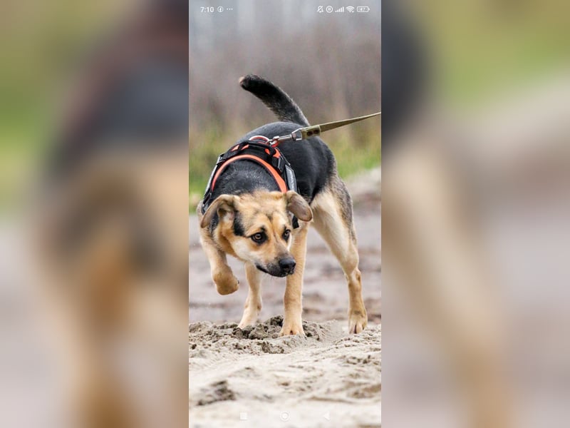 Luna - eine liebe, fröhliche junge Hündin sucht ihr Zuhause.