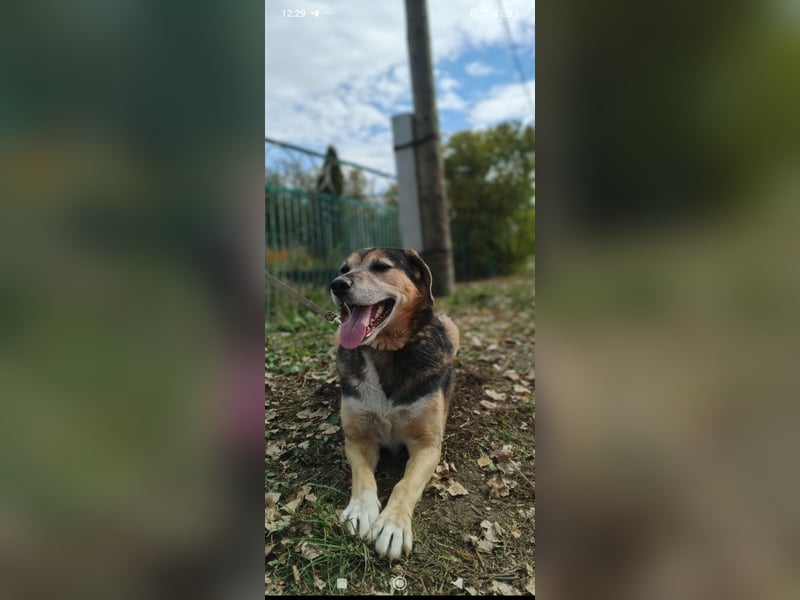 Rem sucht sein Für -immer -Zuhause ❤️