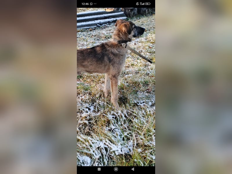 Marcel sucht sein Für -immer -Zuhause ❤️❤️❤️