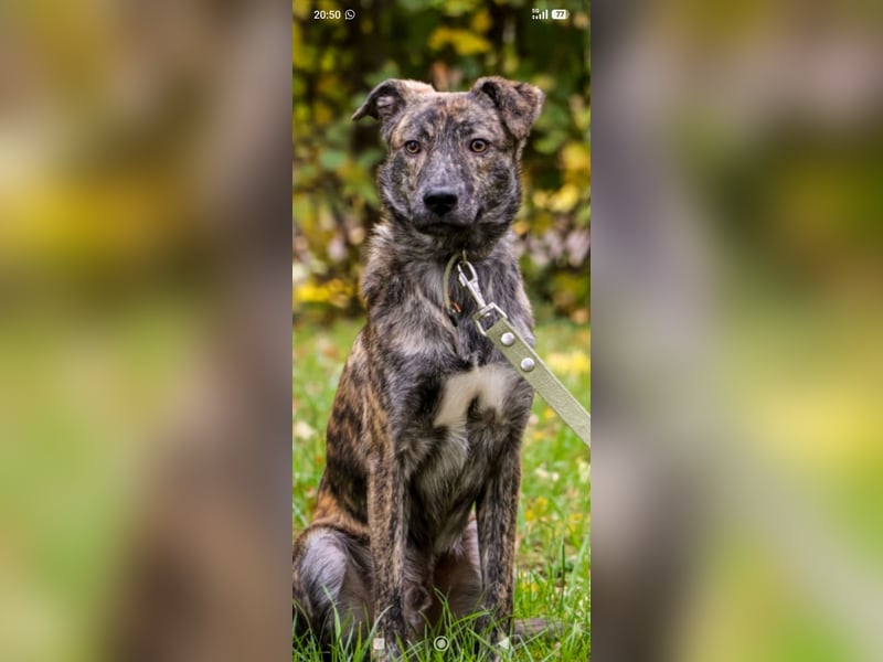 Garik sucht sein Für immer Zuhause ❤️❤️❤️