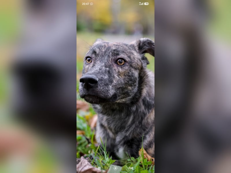 Garik sucht sein Für immer Zuhause ❤️❤️❤️