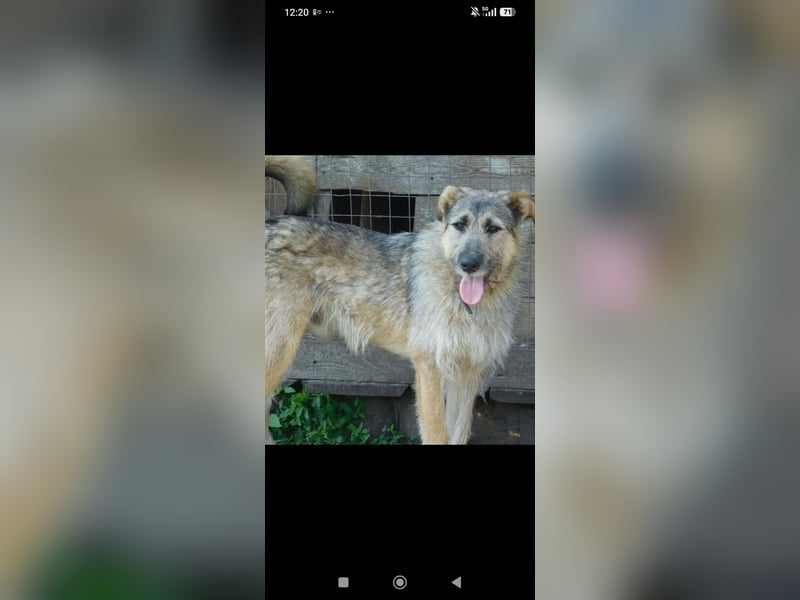 Marcel sucht sein Für -immer -Zuhause ❤️❤️❤️