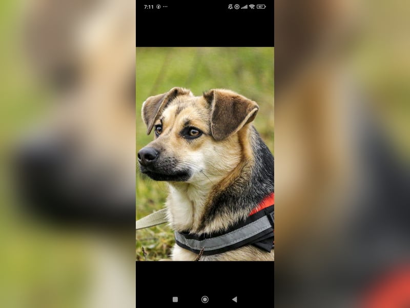 Luna - eine liebe, fröhliche junge Hündin sucht ihr Zuhause.