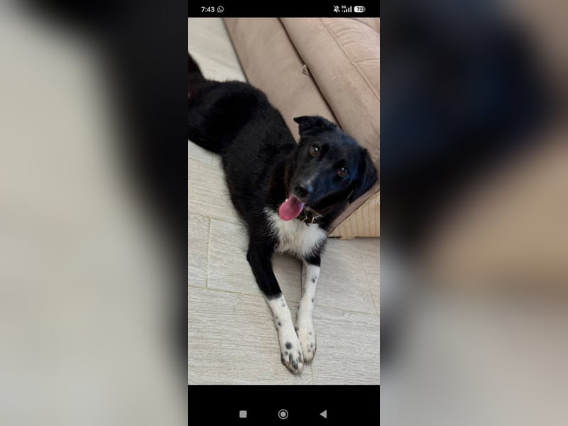 Bertha – eine junge Hündin mit einem bezaubernden Lächeln sucht ihr Für-immer-Zuhause❤️