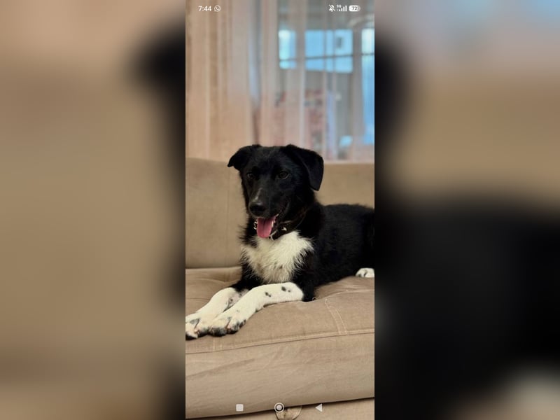 Bertha – eine junge Hündin mit einem bezaubernden Lächeln sucht ihr Für-immer-Zuhause❤️