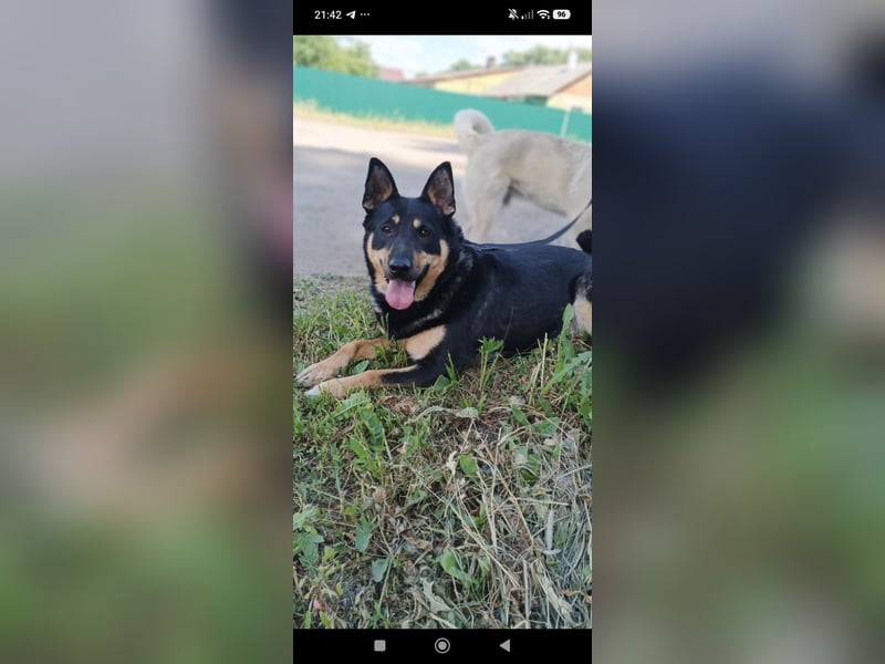 Lilly  sucht ihr Für -immer -Zuhause ❤️