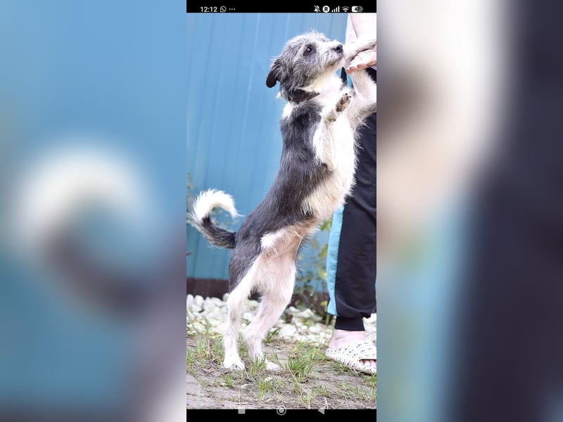 Vikky  sucht ihr Für -immer -Zuhause ❤️