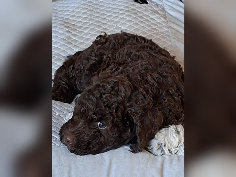 Lagotto Romagnolo Welpen