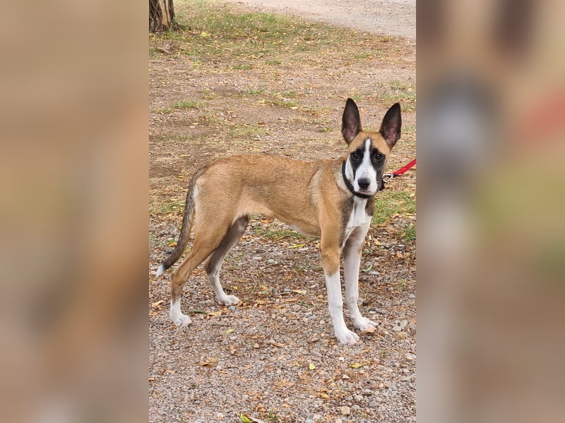 Liebenswürdige Mischlingshündin