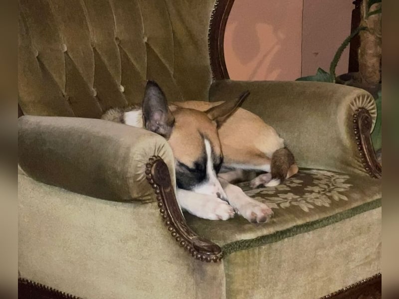 Liebenswürdige Mischlingshündin