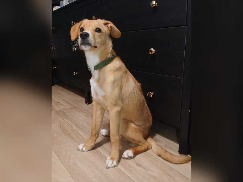 Mischlings-Rüde Copper