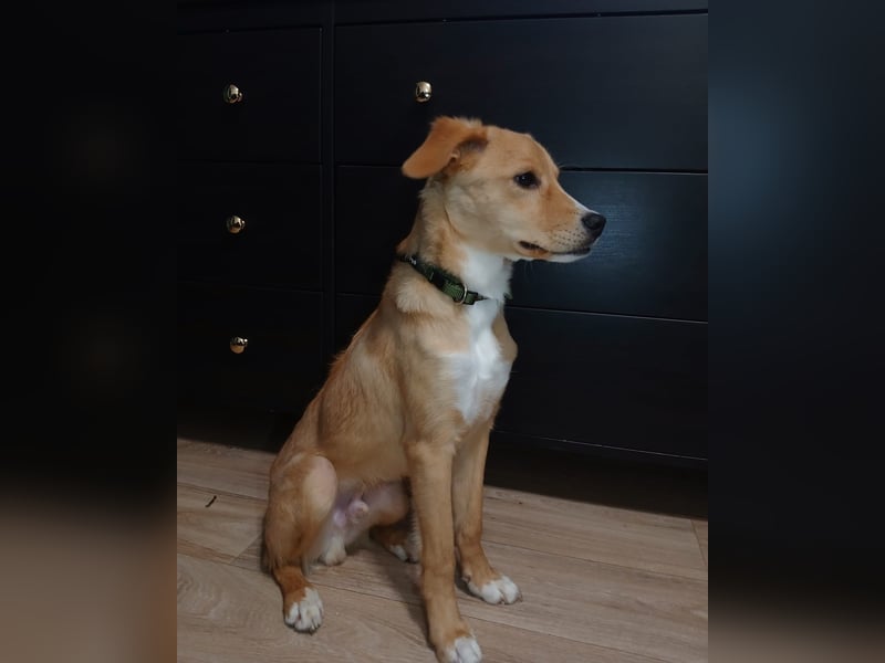 Mischlings-Rüde Copper