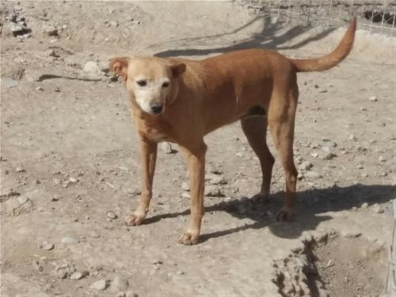 Denca sucht Paten