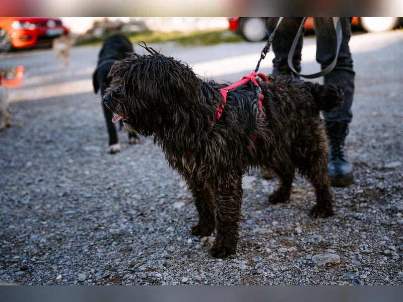 Liebe Wuschelmaus Pola