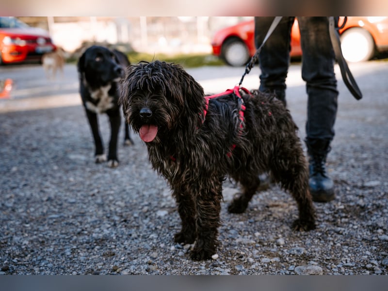 Liebe Wuschelmaus Pola