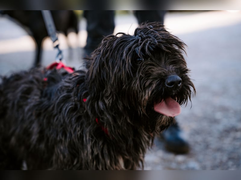 Liebe Wuschelmaus Pola