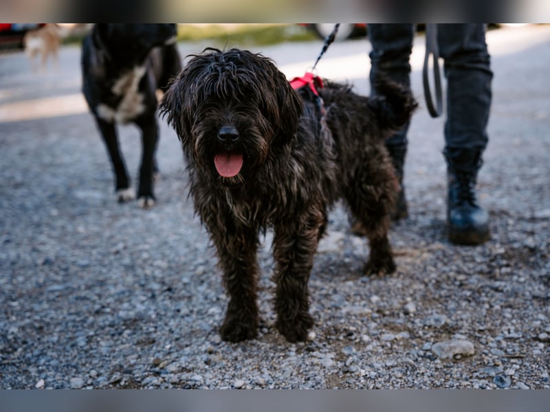 Liebe Wuschelmaus Pola