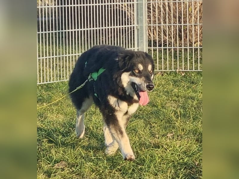 Unity, sensibles Herz sucht ihr Zuhause, PS 85435 Erding