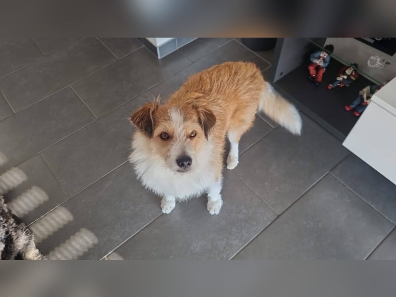 Gusti, junger Schmusebär sucht ebenerdiges Zuhause, PS in 86633 Neuburg a.d.Donau