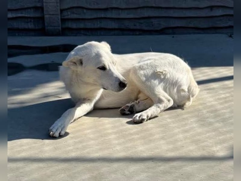 Gnadenplatz gesucht! Merlin sucht sein Glück!!