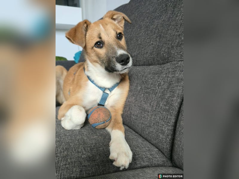 Kimmy, zarte Hundeseele sucht ihr Zuhause, PS in 31171 Nordstemmen