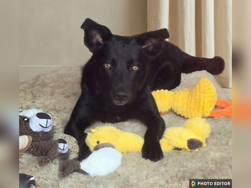 Feivel sucht seinen sicheren Hafen, PS in 55430 Urbar