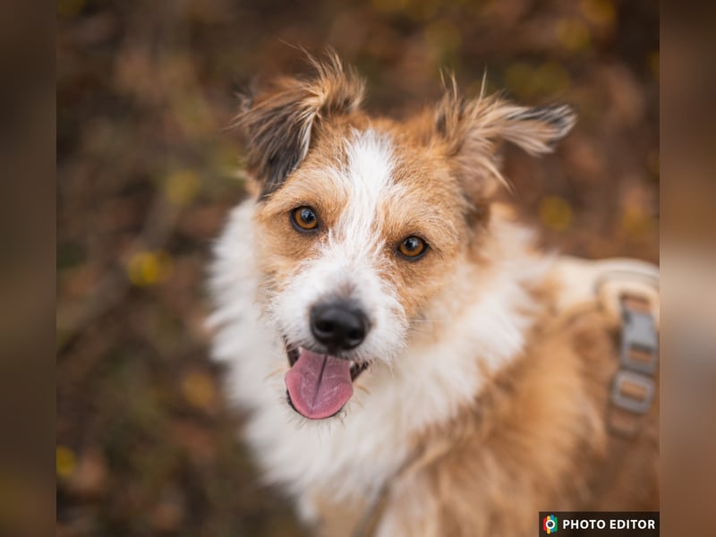 Gusti, Schmusebär sucht ebenerdiges Zuhause, PS in 86633 Neuburg a.d.Donau