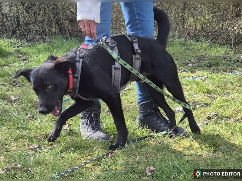 Feivel sucht seinen sicheren Hafen, PS in 55430 Urbar