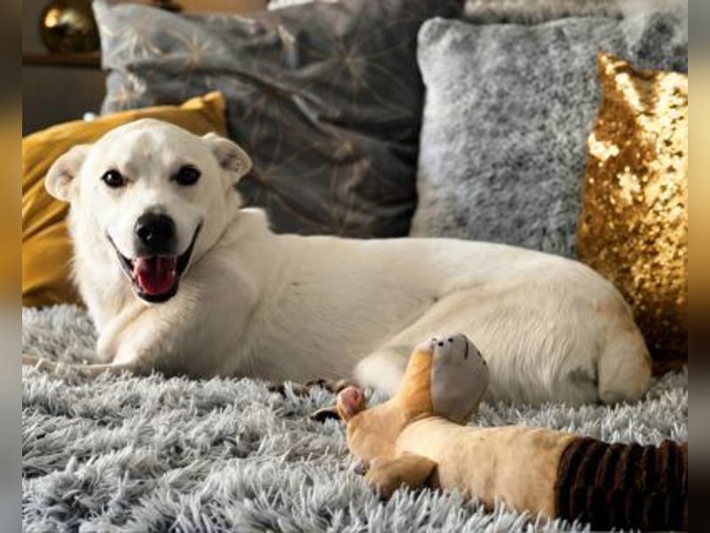 Gnadenplatz gesucht! Merlin sucht sein Glück!!
