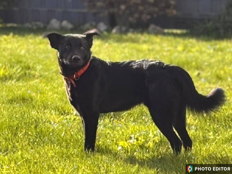 Feivel sucht seinen sicheren Hafen, PS in 86633 Neuburg