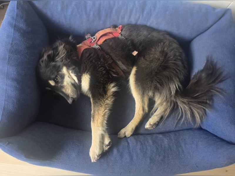 Unity, sensibles Herz sucht ihr Zuhause, PS 85435 Erding