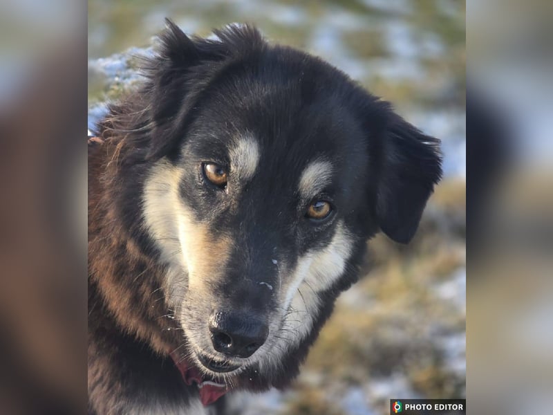 Unity, sensibles Herz sucht ihr Zuhause, PS 85435 Erding